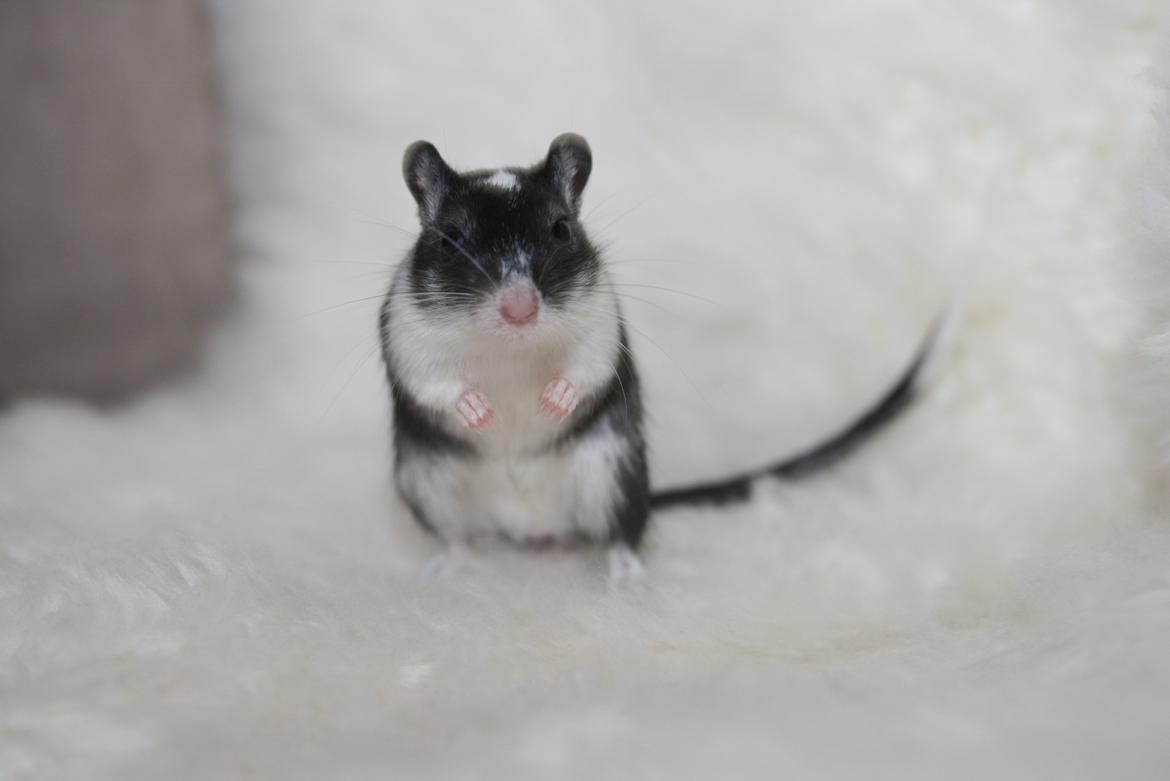 Ørkenrotte Lucas billede 11