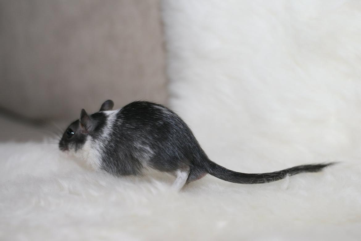 Ørkenrotte Lucas billede 12