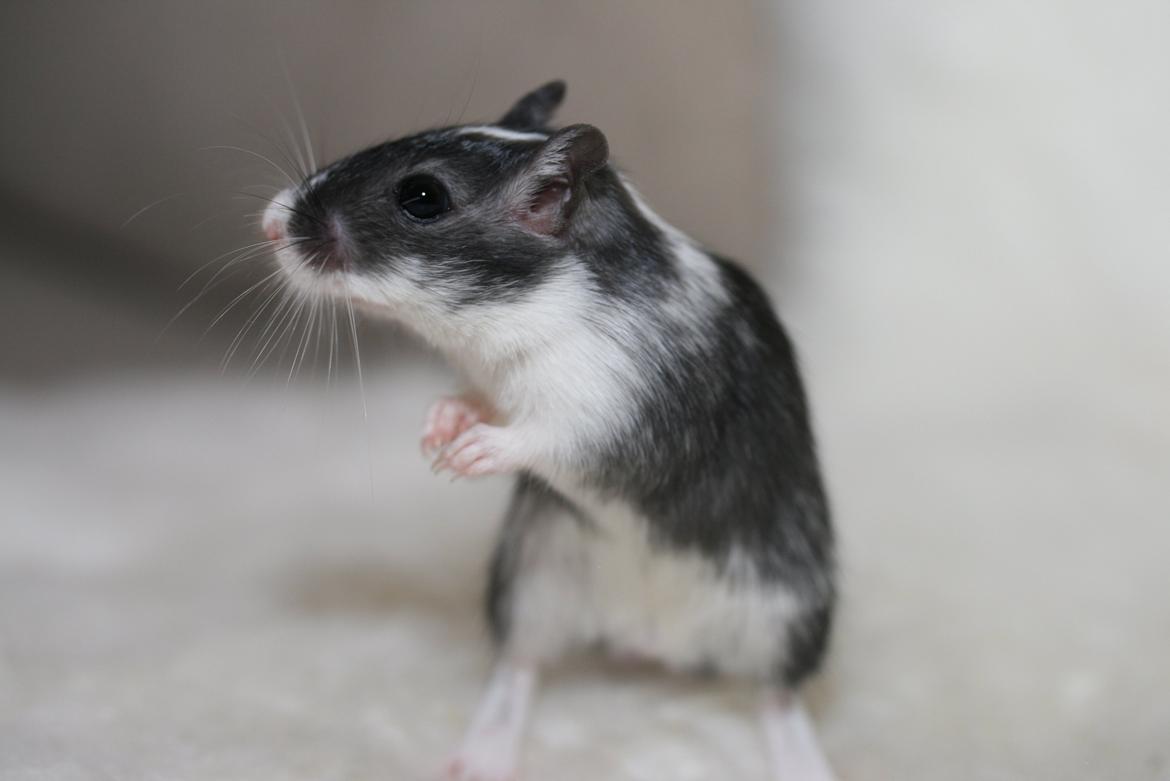 Ørkenrotte Lucas billede 13