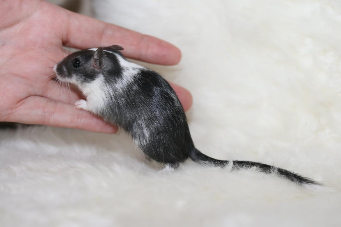 Ørkenrotte Lucas billede 14