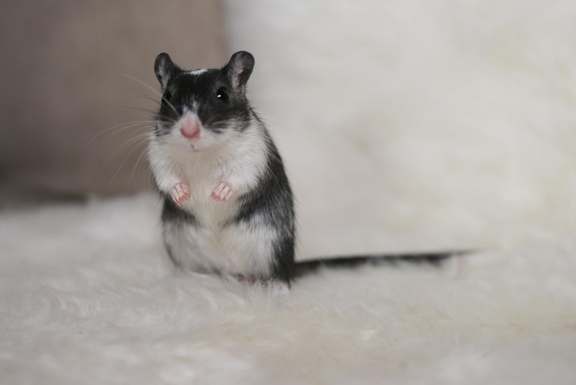 Ørkenrotte Lucas billede 15