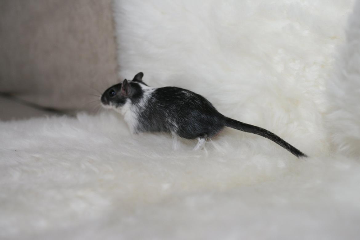 Ørkenrotte Lucas billede 16