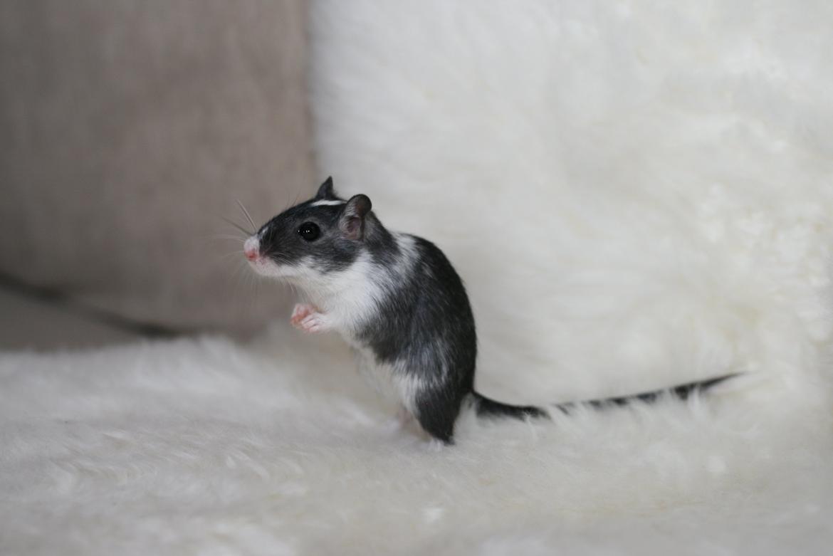 Ørkenrotte Lucas billede 1