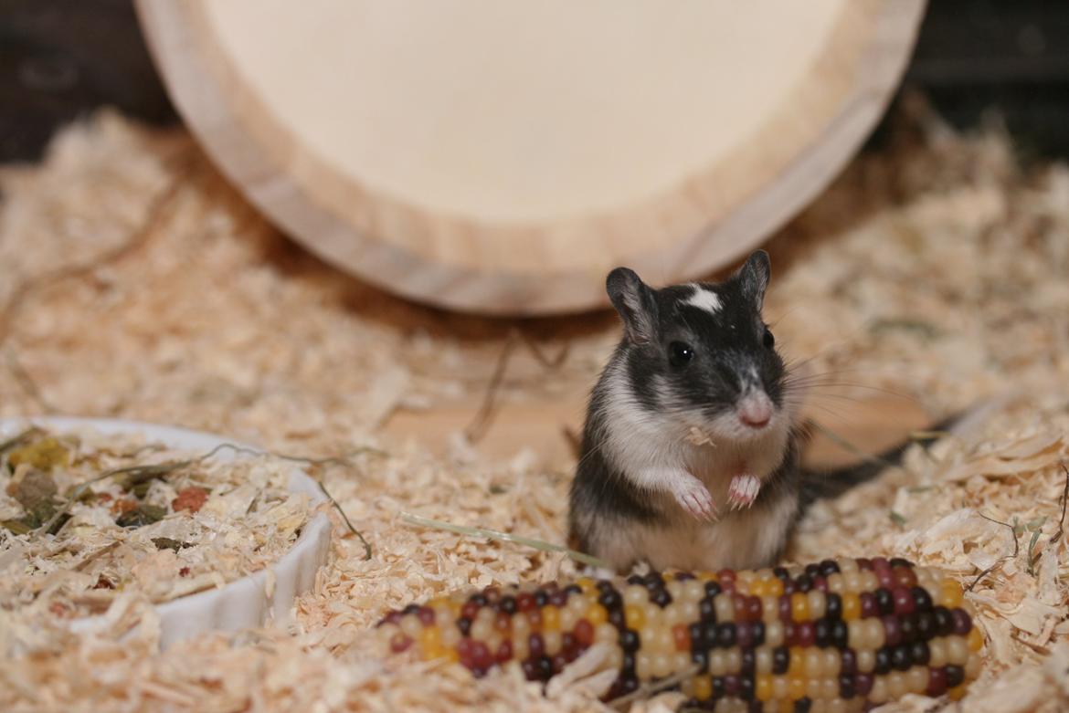 Ørkenrotte Lucas billede 17