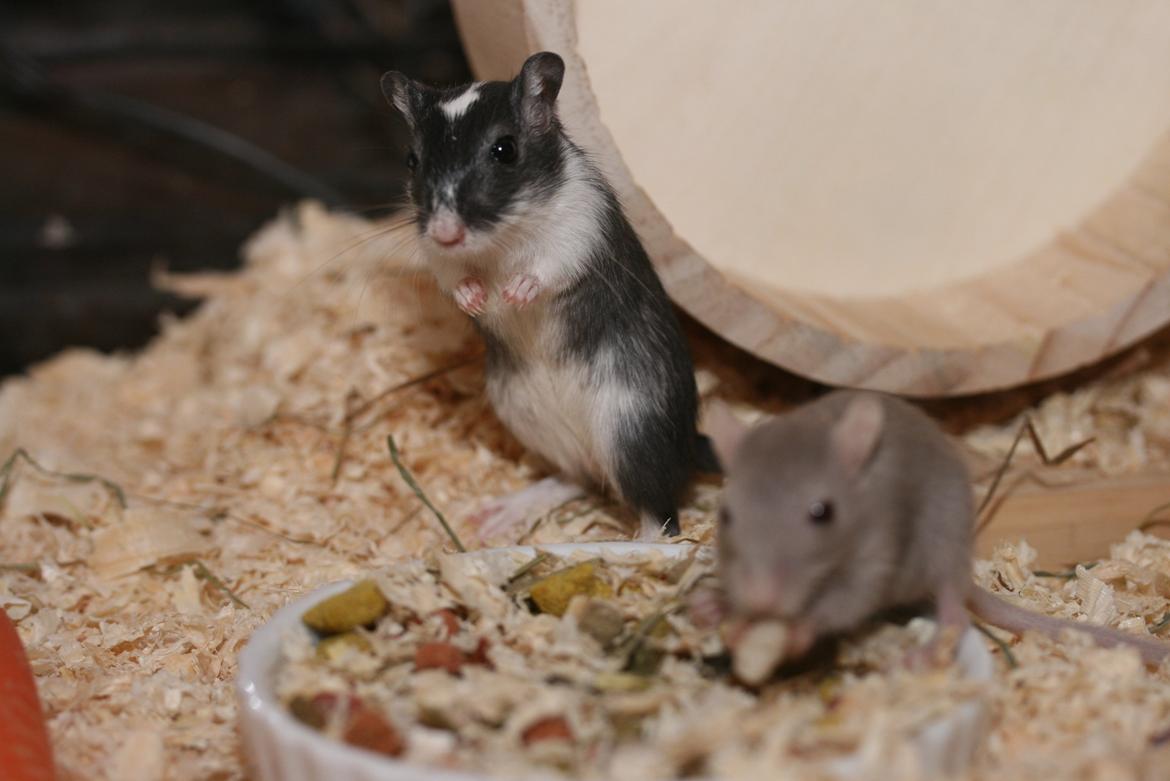 Ørkenrotte Lucas billede 18