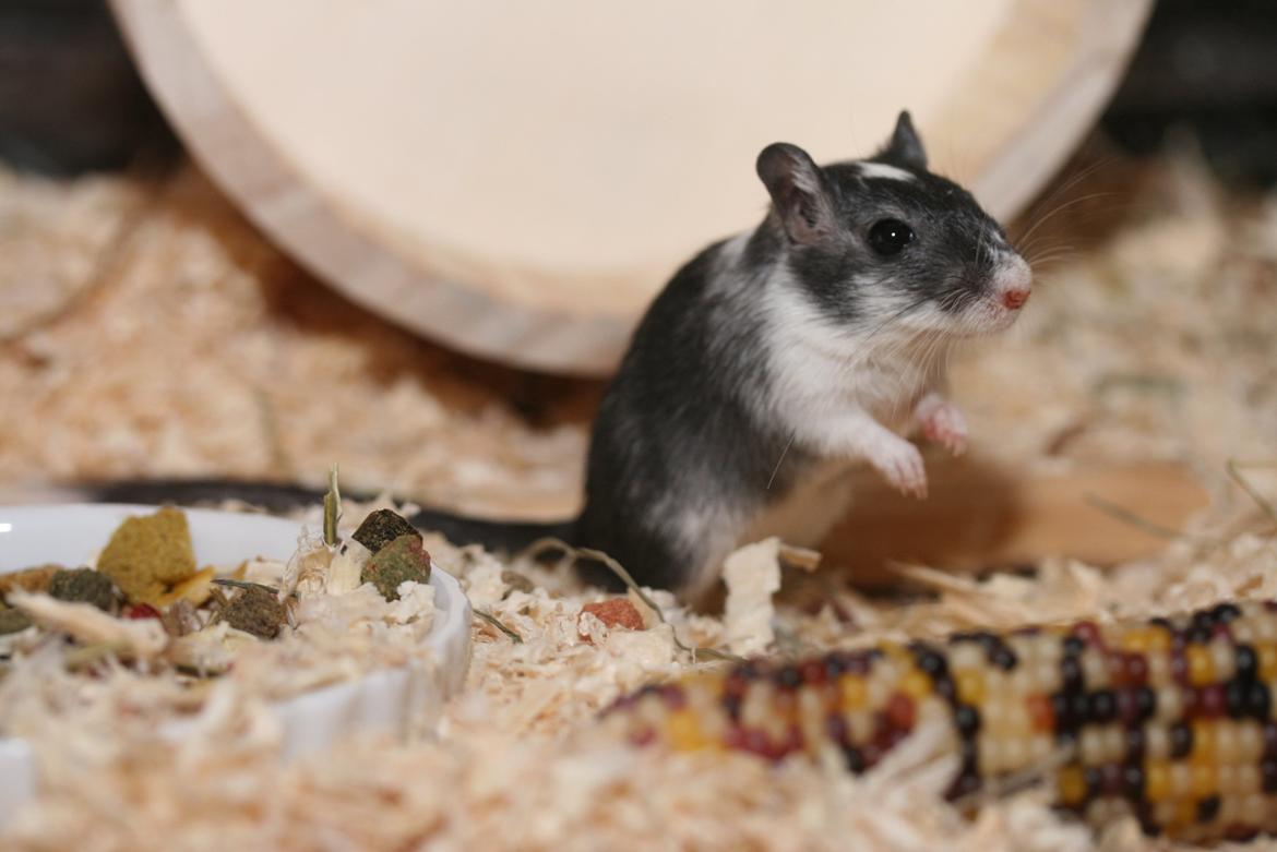 Ørkenrotte Lucas billede 19