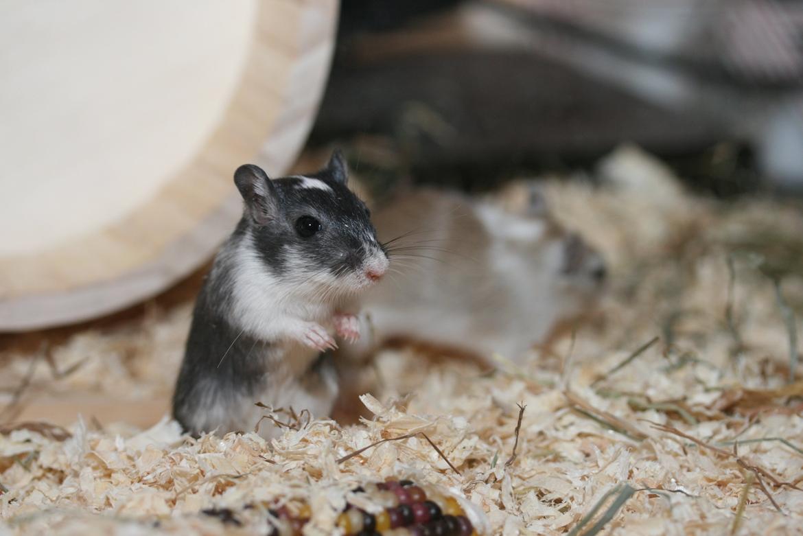 Ørkenrotte Lucas billede 20