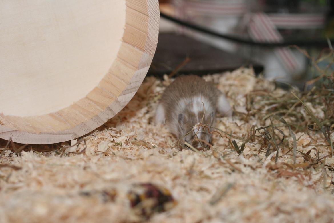 Ørkenrotte Sofus billede 14