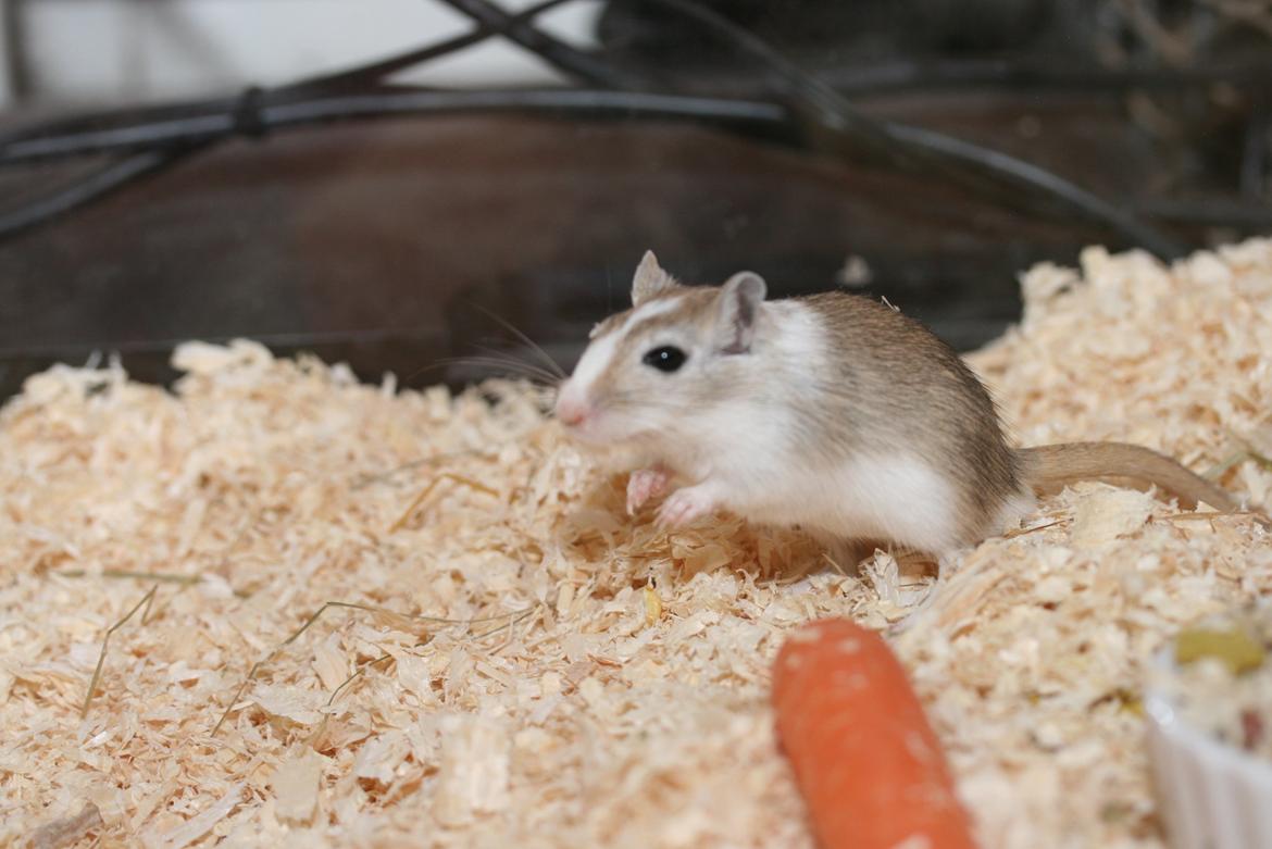 Ørkenrotte Sofus billede 15