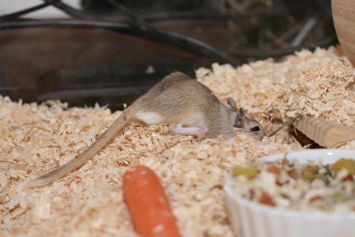 Ørkenrotte Sofus billede 16