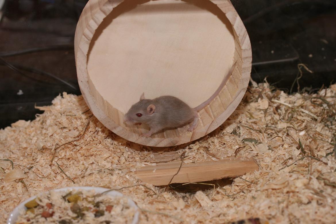 Ørkenrotte Felix billede 11