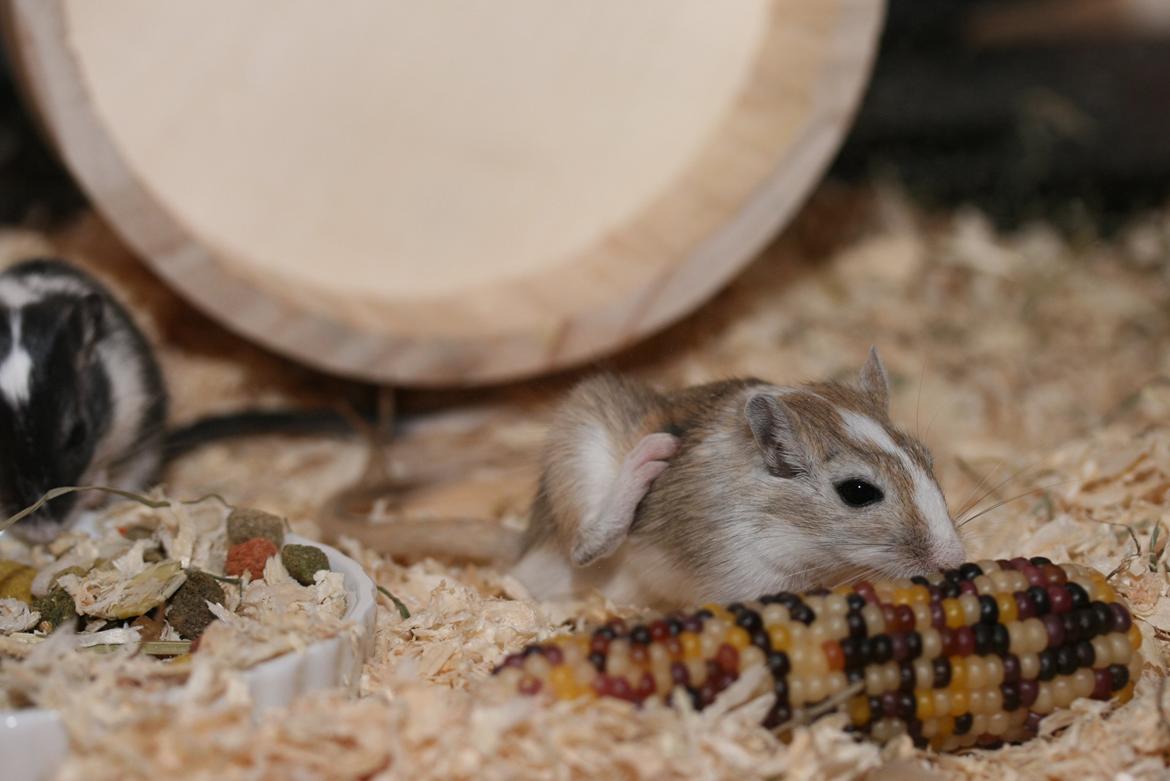 Ørkenrotte Sofus billede 17