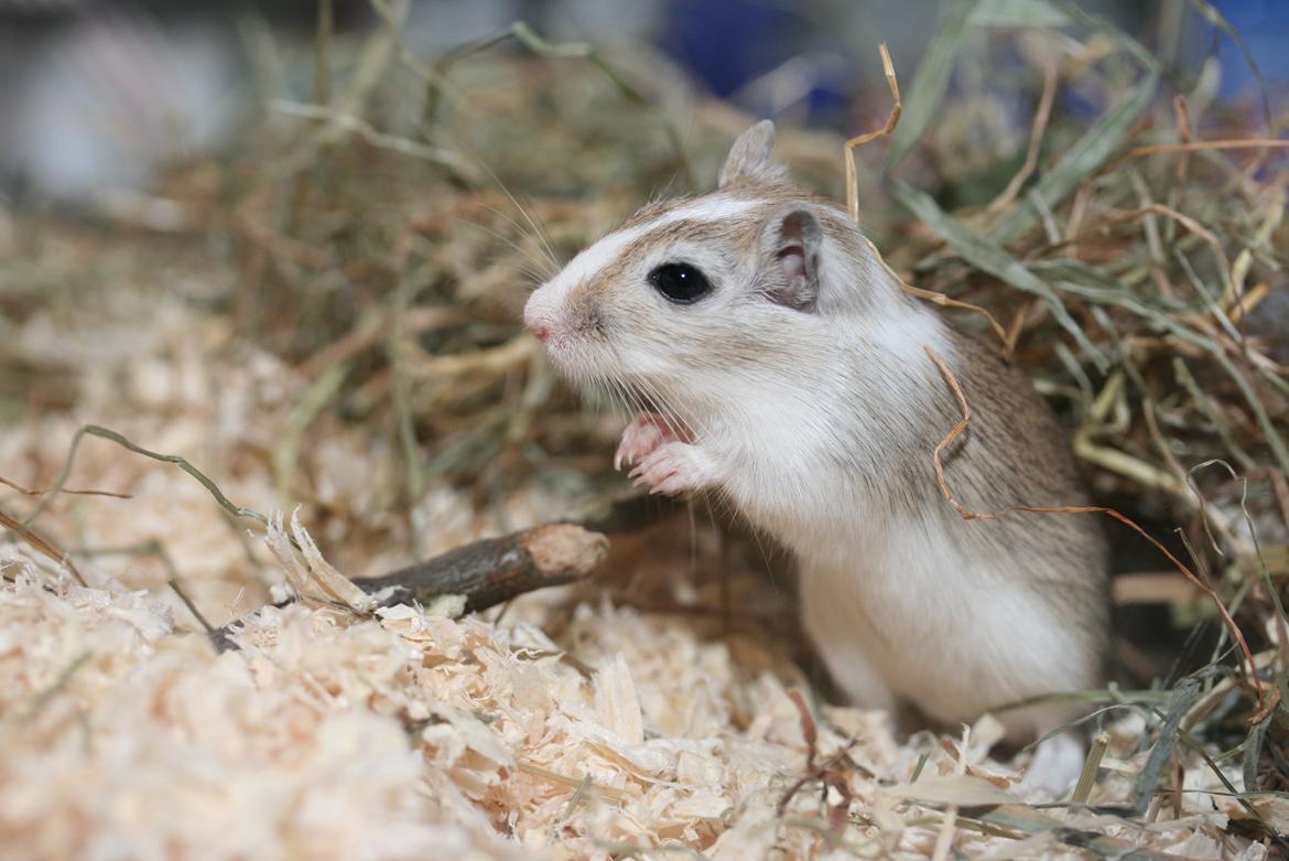 Ørkenrotte Sofus billede 18