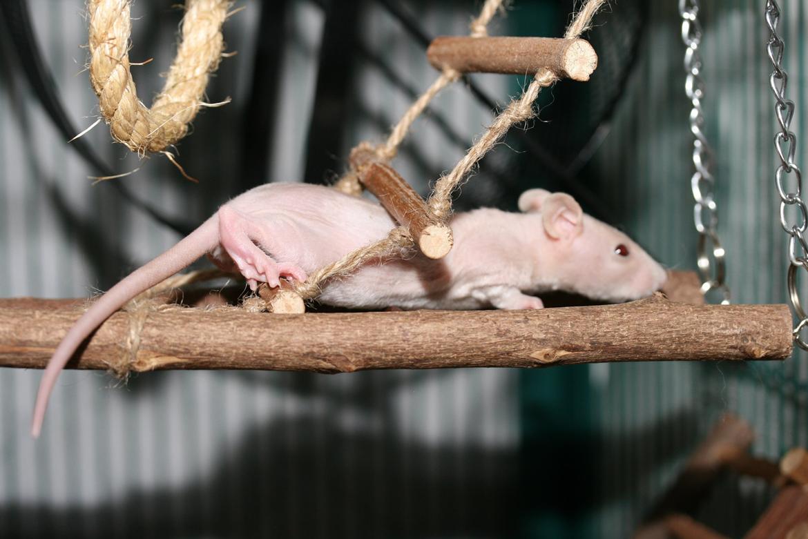 Tamrotte Lebbe Lone billede 2