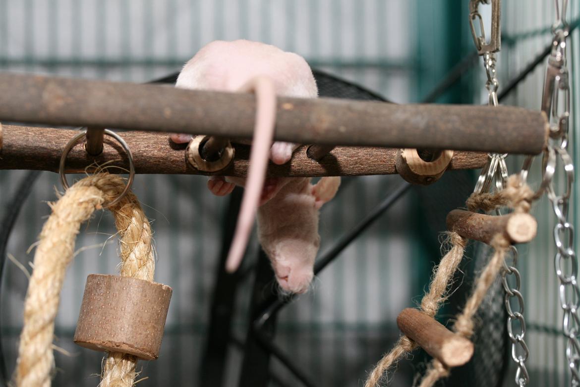 Tamrotte Lebbe Lone billede 3