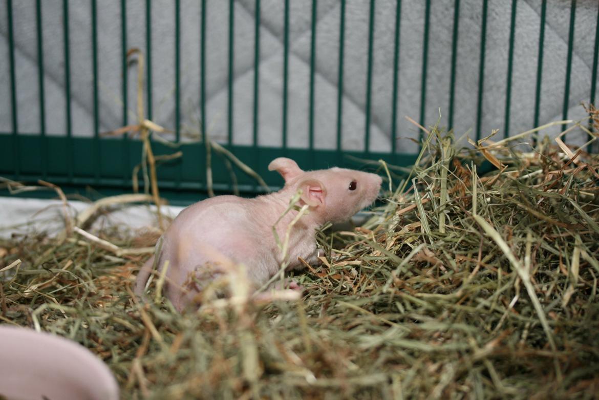 Tamrotte Lebbe Lone billede 4