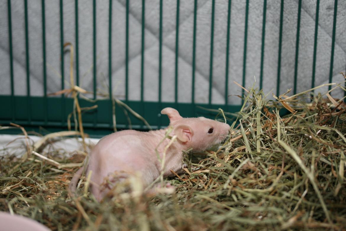 Tamrotte Lebbe Lone billede 5