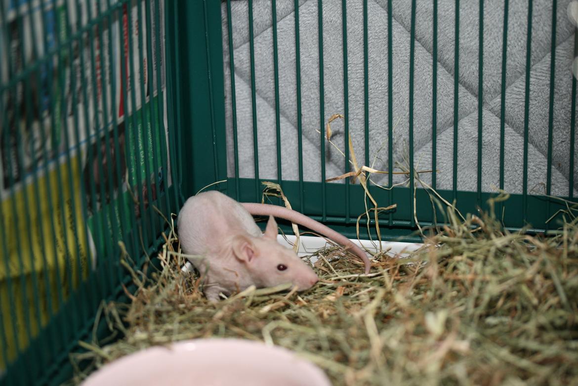 Tamrotte Lebbe Lone billede 6