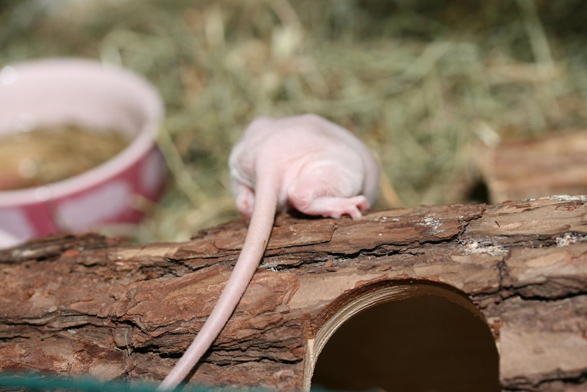 Tamrotte Lebbe Lone billede 8