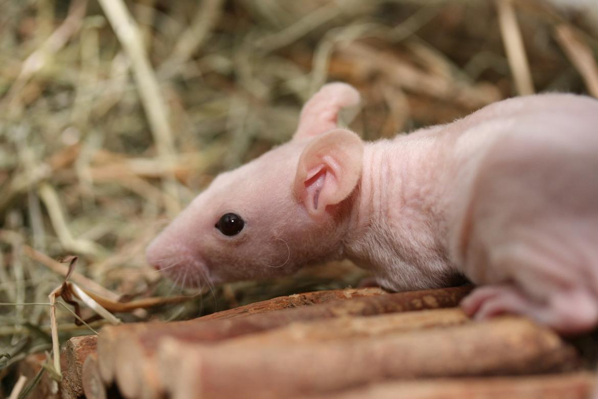 Tamrotte Lebbe Lone billede 10