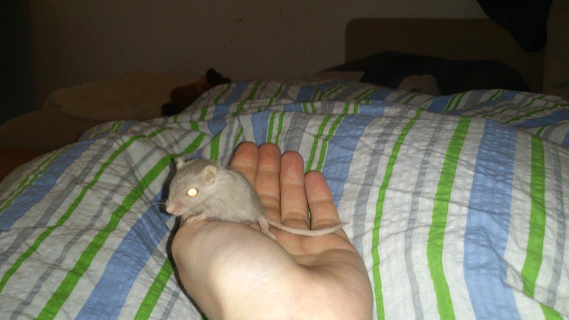 Ørkenrotte Flüte billede 2