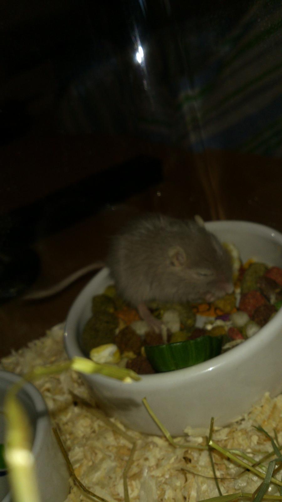 Ørkenrotte Flüte billede 3