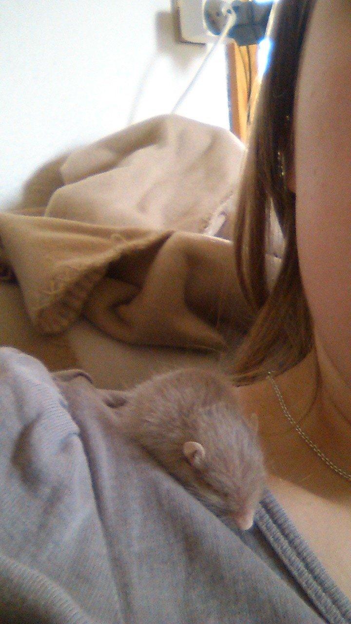 Ørkenrotte Flüte billede 4