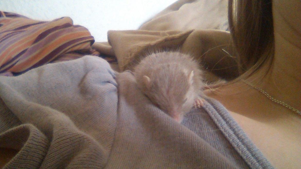 Ørkenrotte Flüte billede 1