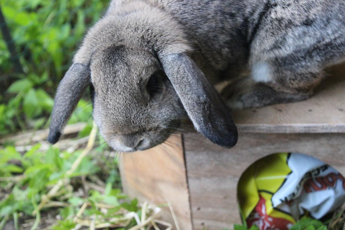 Kanin | Snuske billede 1