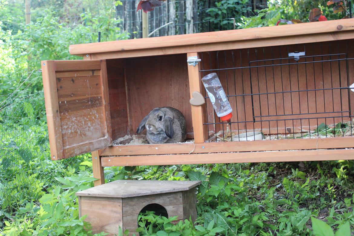 Kanin | Snuske billede 2