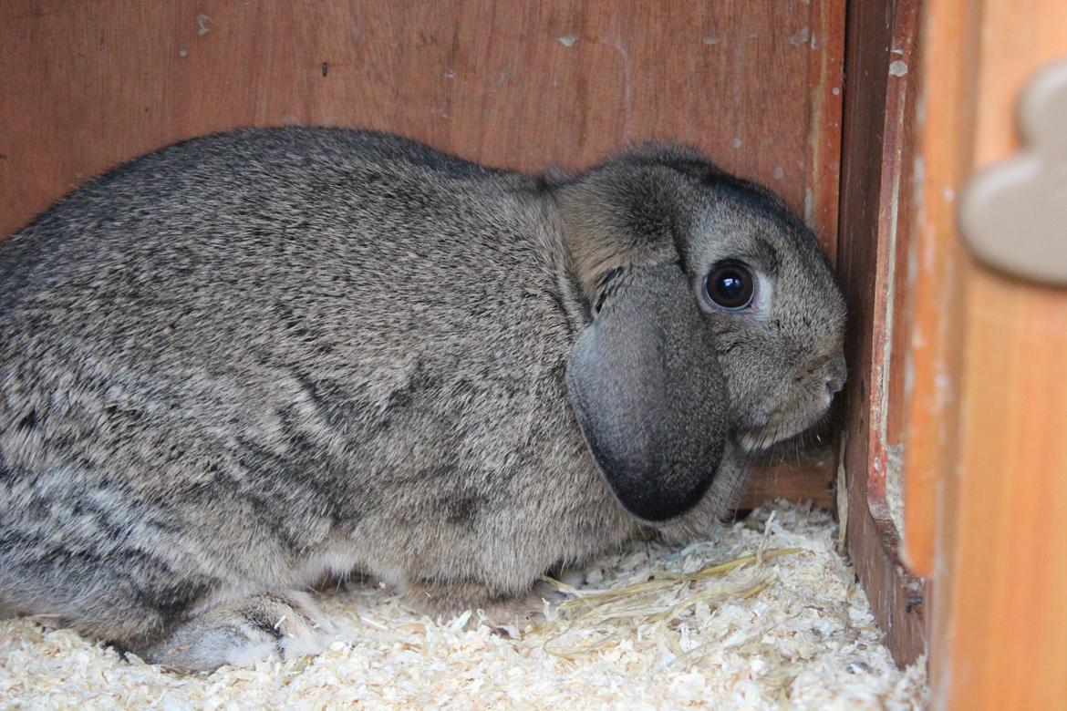 Kanin | Snuske billede 3