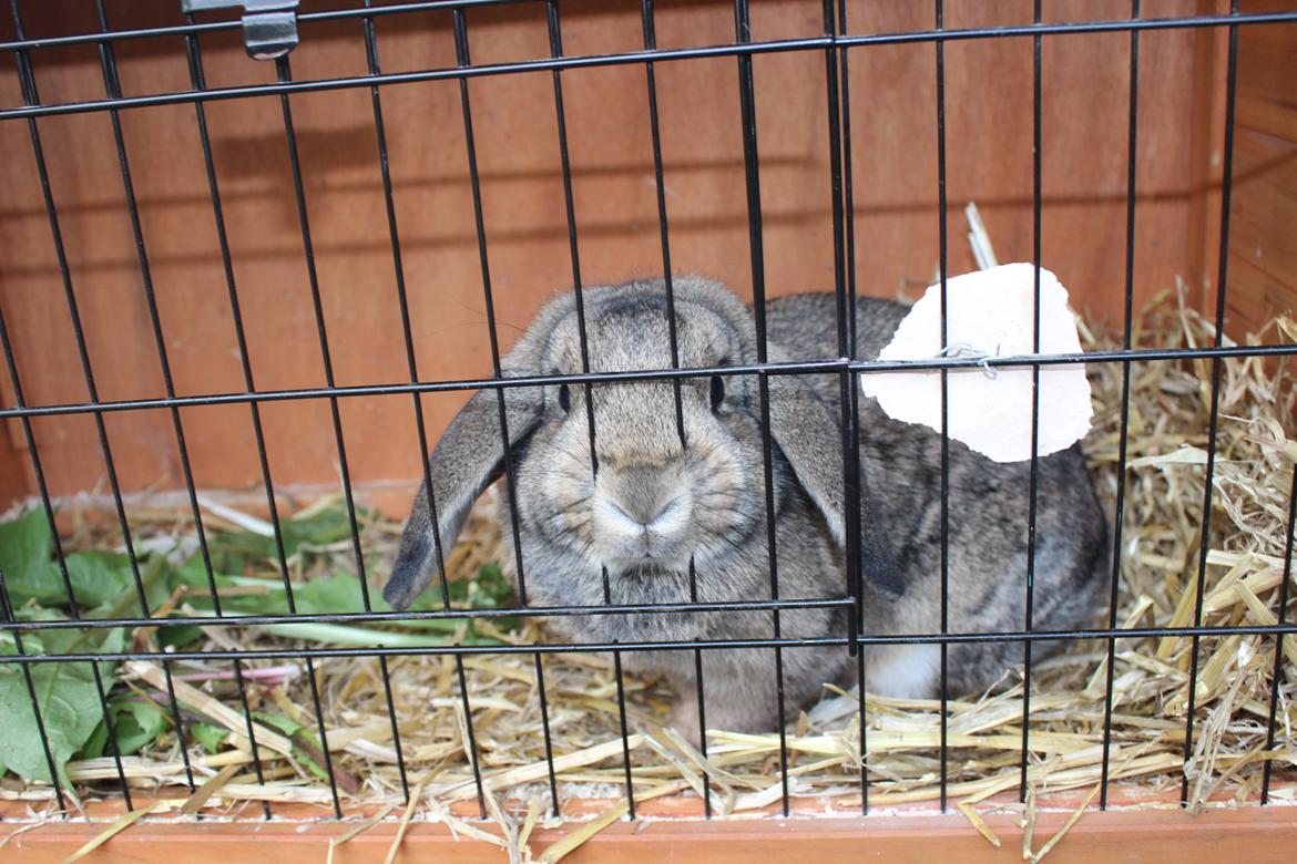 Kanin | Snuske billede 4