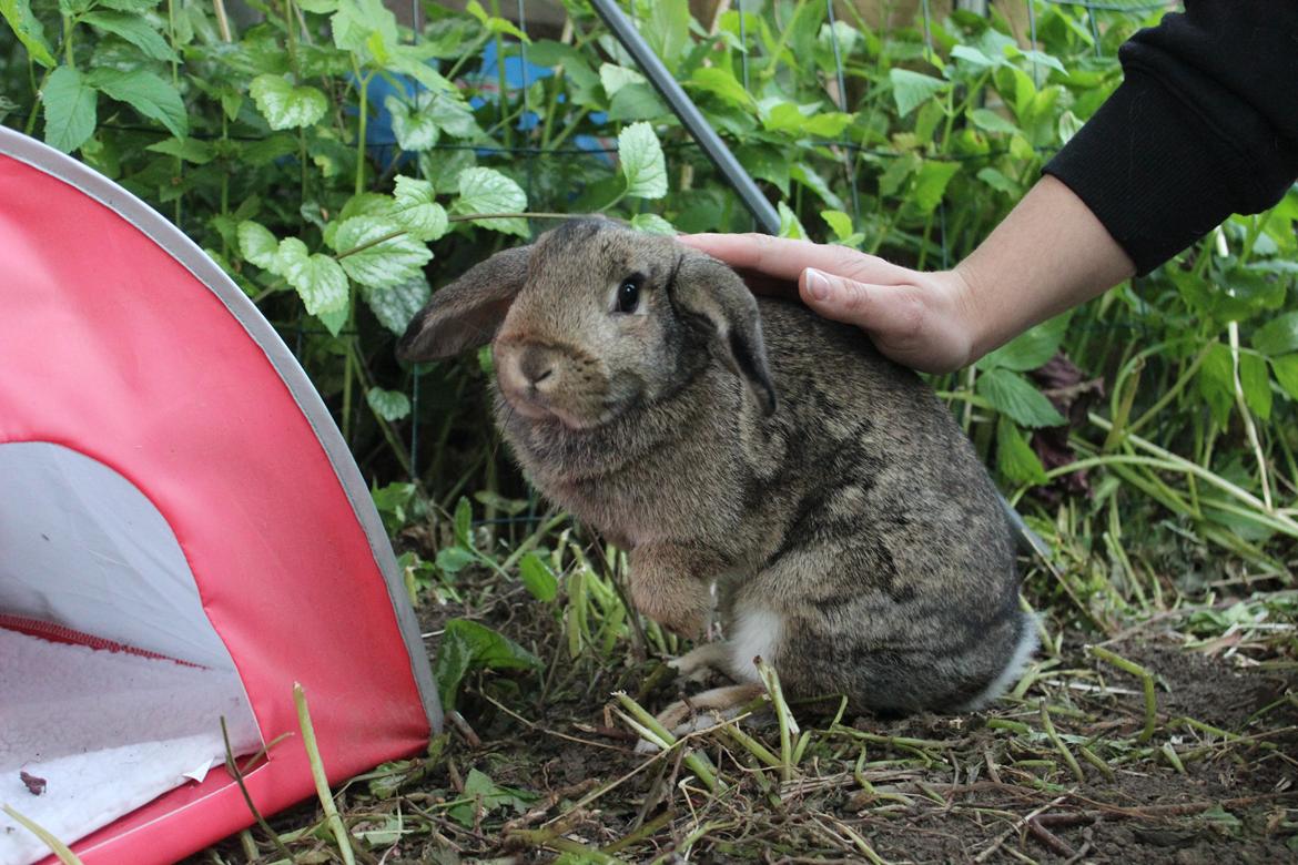 Kanin | Snuske billede 5