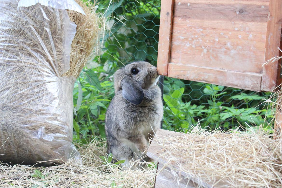 Kanin | Snuske billede 6