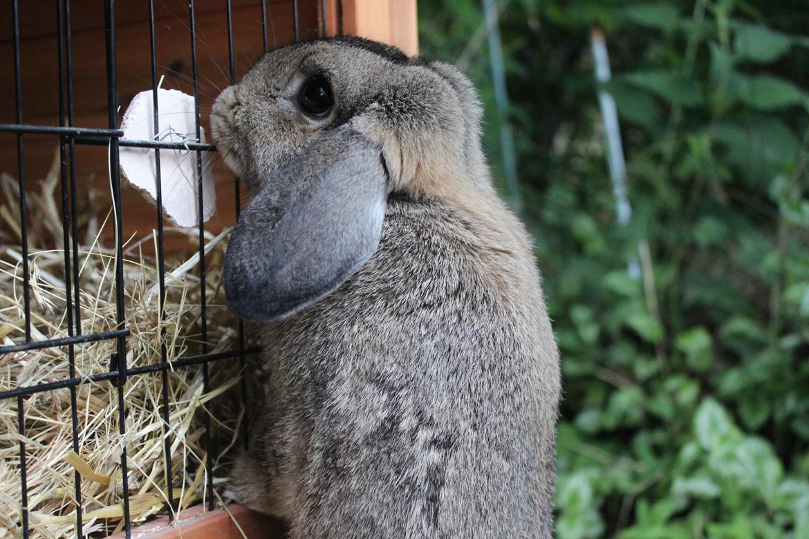 Kanin | Snuske billede 7