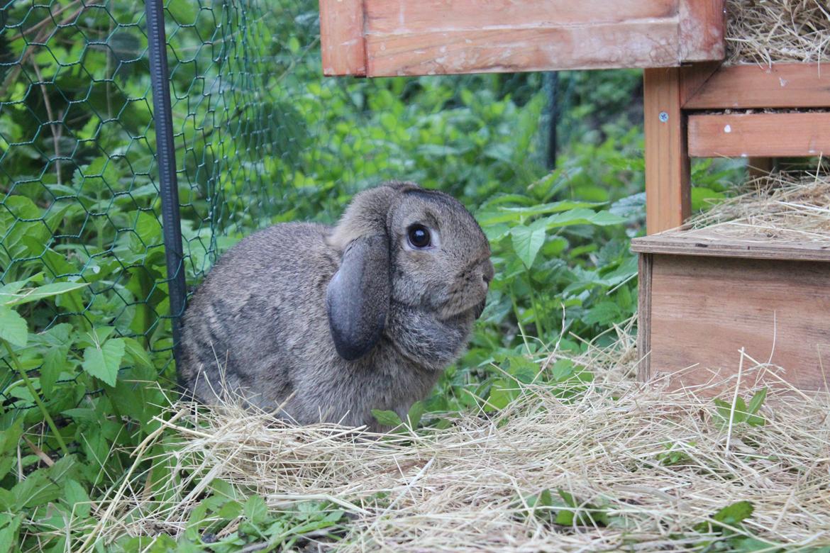 Kanin | Snuske billede 8