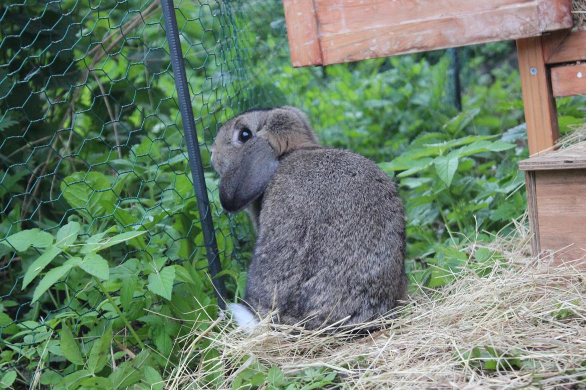 Kanin | Snuske billede 9