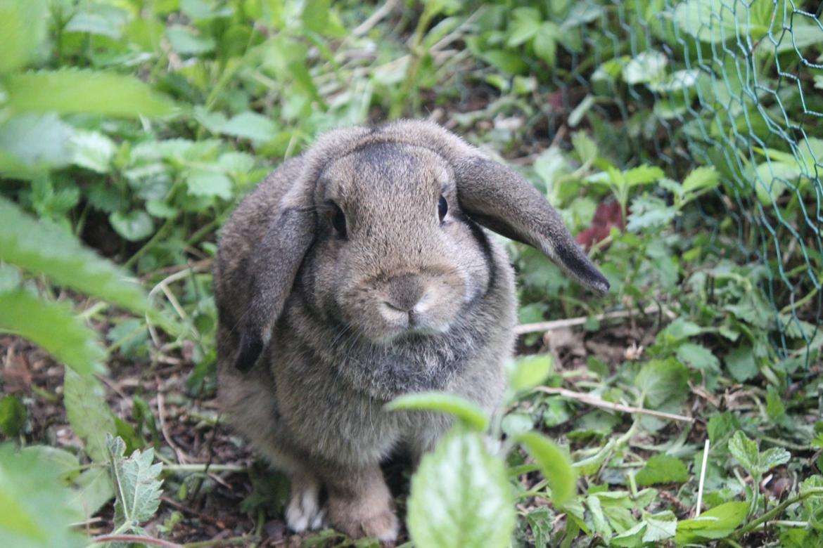 Kanin | Snuske billede 10