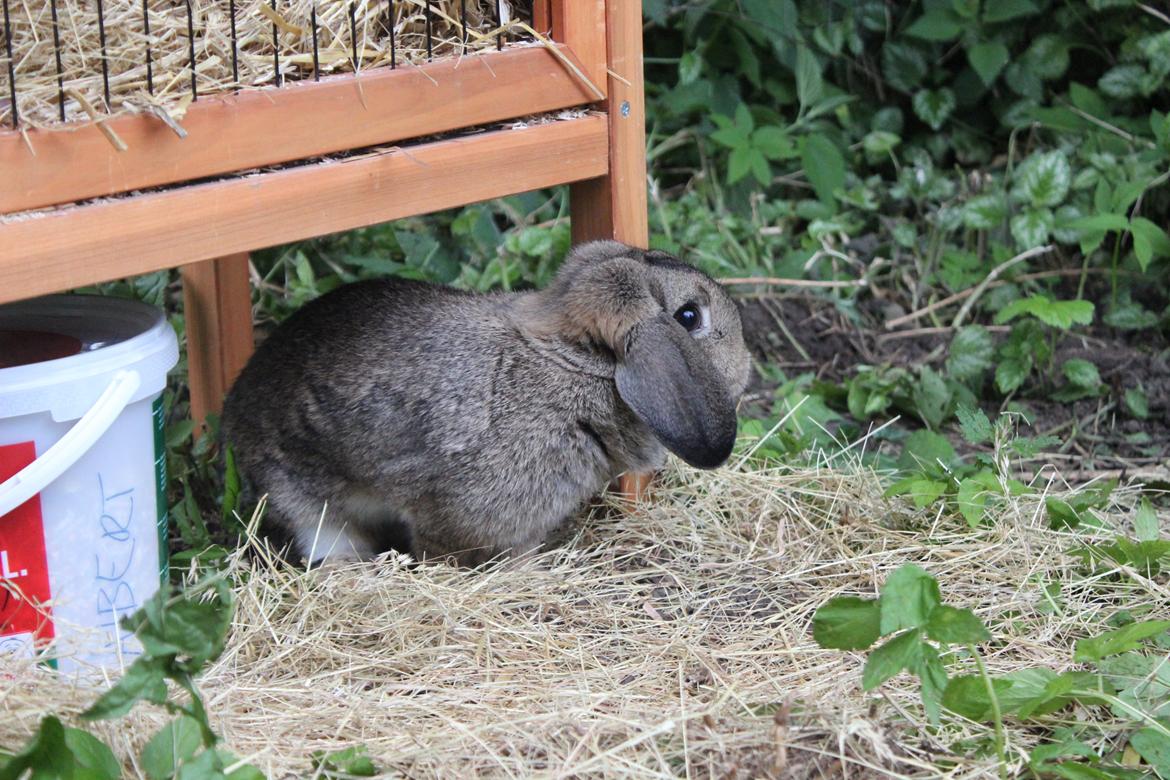 Kanin | Snuske billede 11