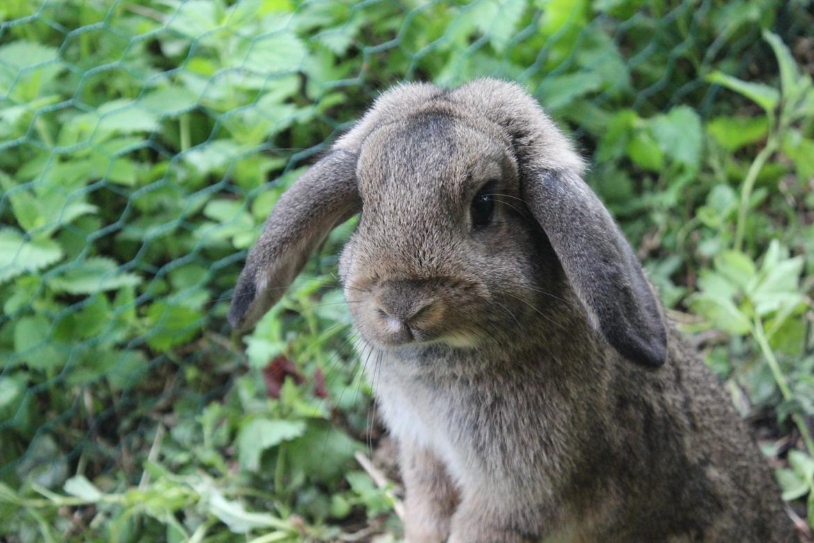 Kanin | Snuske billede 12