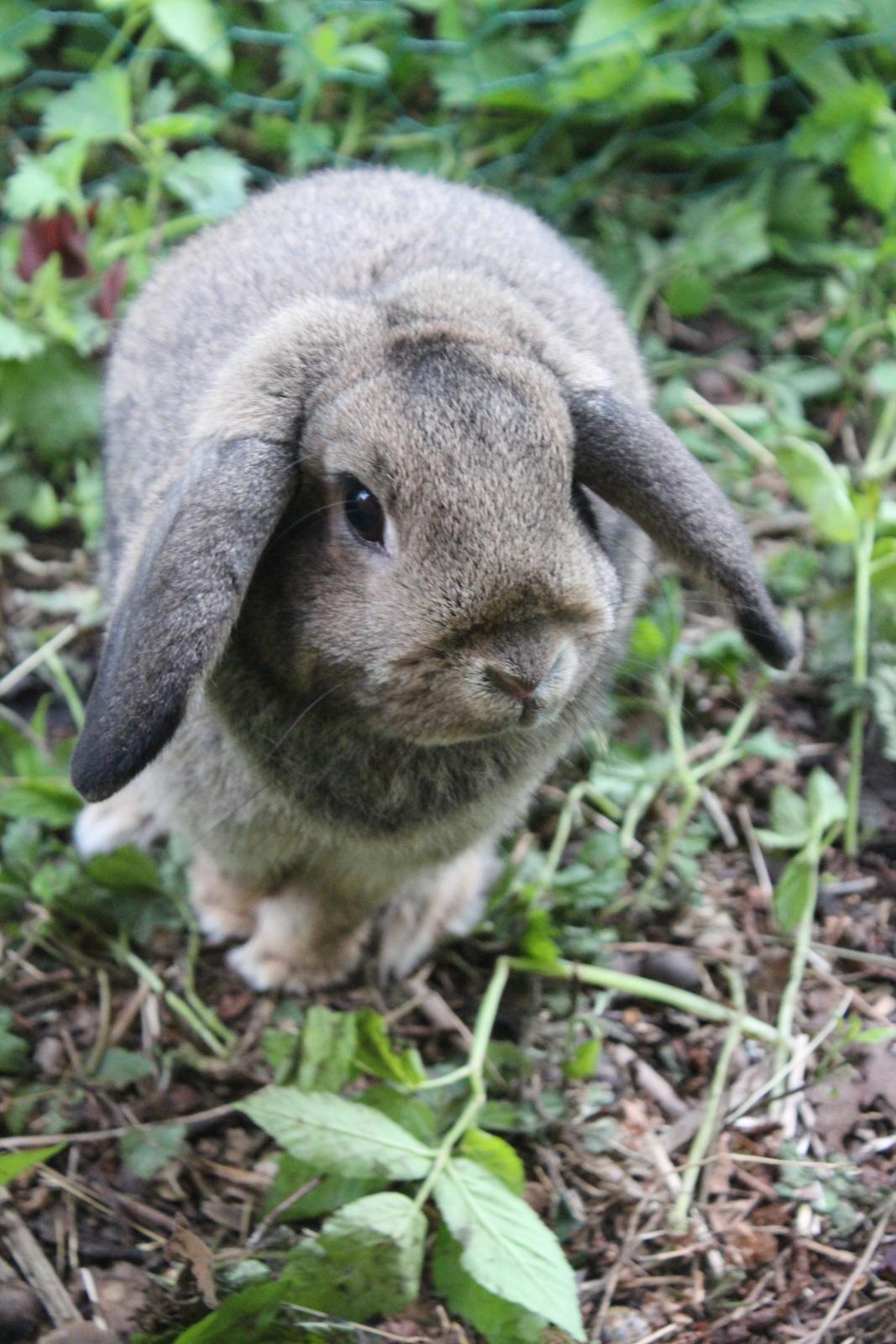 Kanin | Snuske billede 13