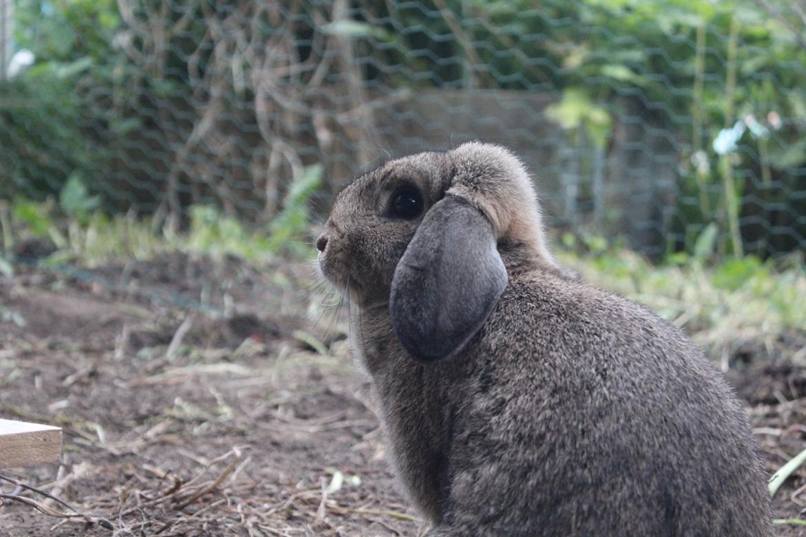 Kanin | Snuske billede 14