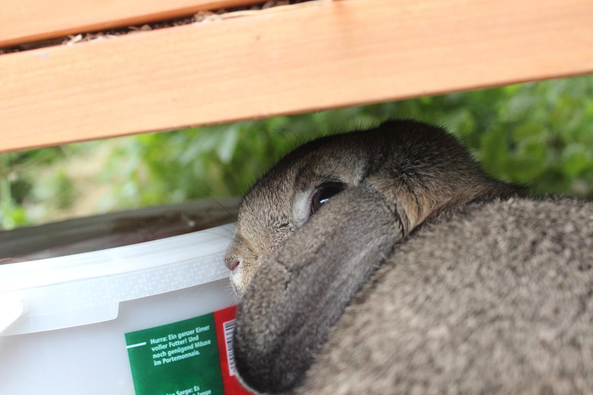 Kanin | Snuske billede 15