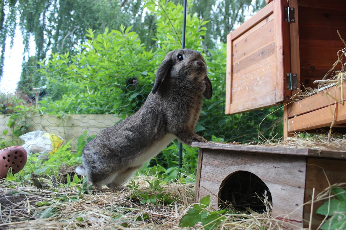 Kanin | Snuske billede 16