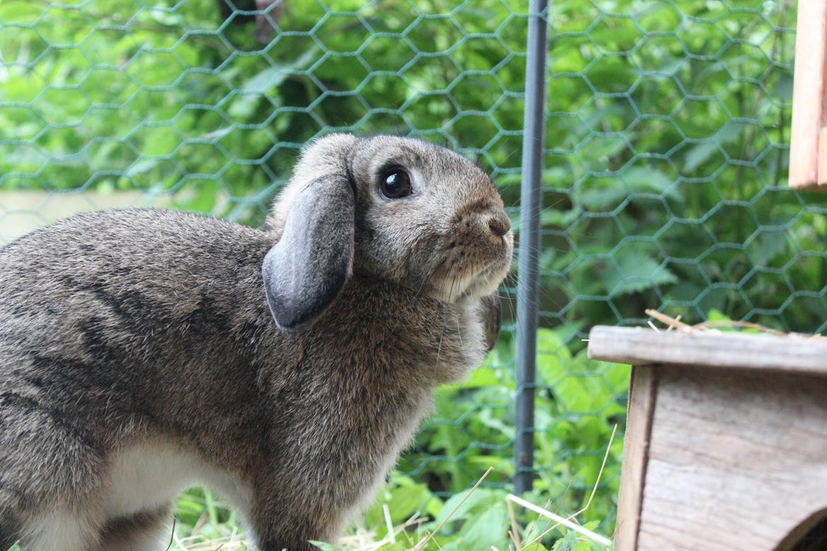 Kanin | Snuske billede 17