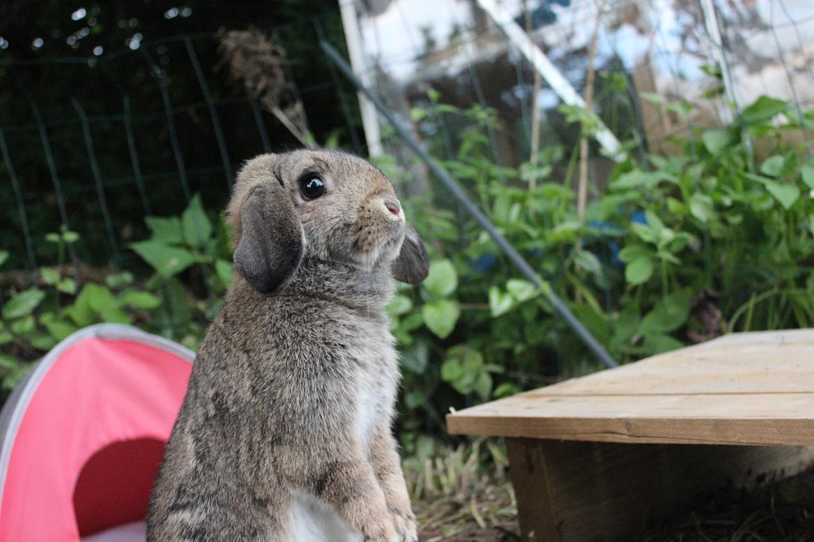 Kanin | Snuske billede 18