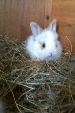 Kanin Gismo - Ham da jeg købte ham <3 billede 2