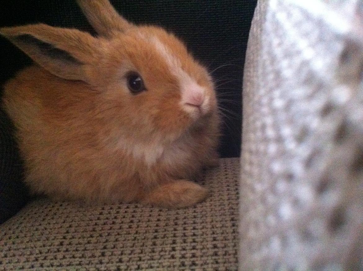 Kanin Svanemarks PeZu Akita -  "Alberte" billede 5