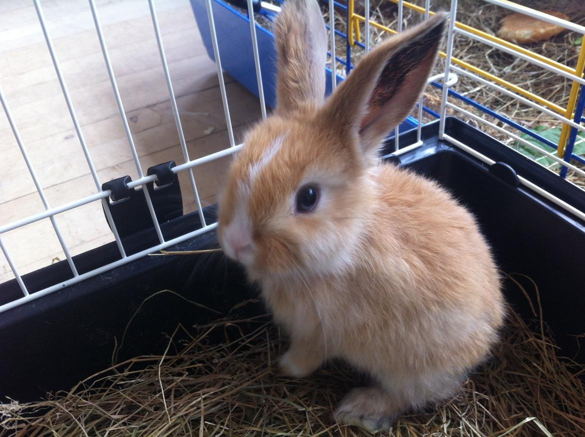 Kanin Svanemarks PeZu Akita -  "Alberte" billede 6