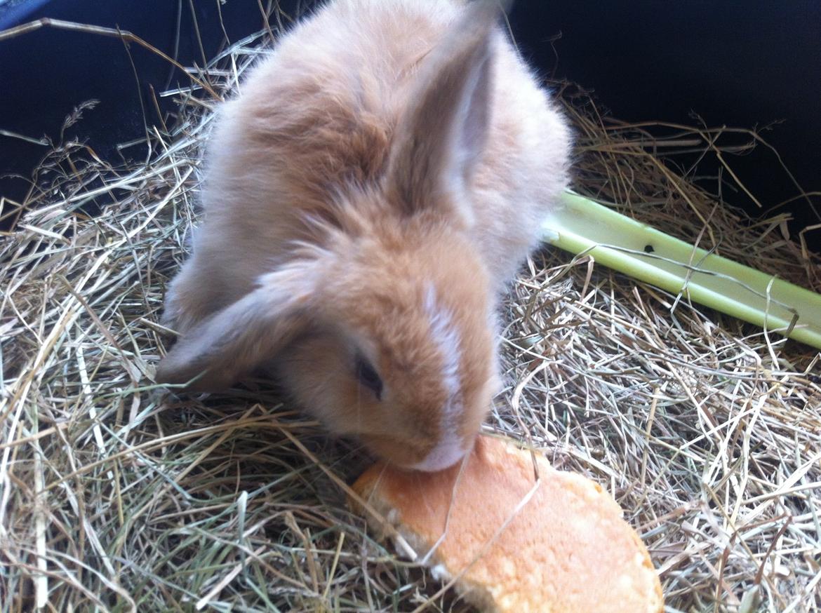 Kanin Svanemarks PeZu Akita -  "Alberte" billede 8